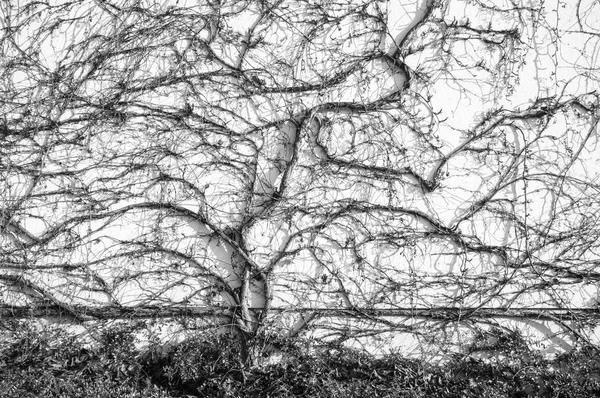 墙上的冬季葡萄树 黑色和白色 — 图库照片