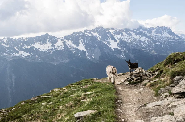 Ezels Bergen Van Alpen Frankrijk — Stockfoto