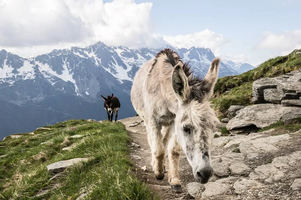 Ezels Bergen Van Alpen Frankrijk — Stockfoto