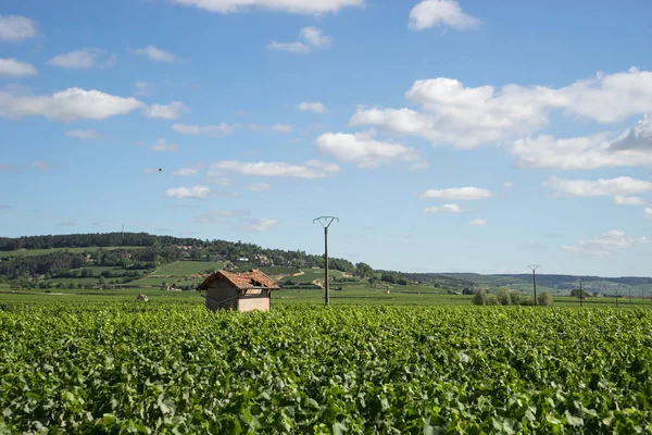 Vigneto Con Piccolo Vigneto Beaune Borgogna Francia — Foto Stock