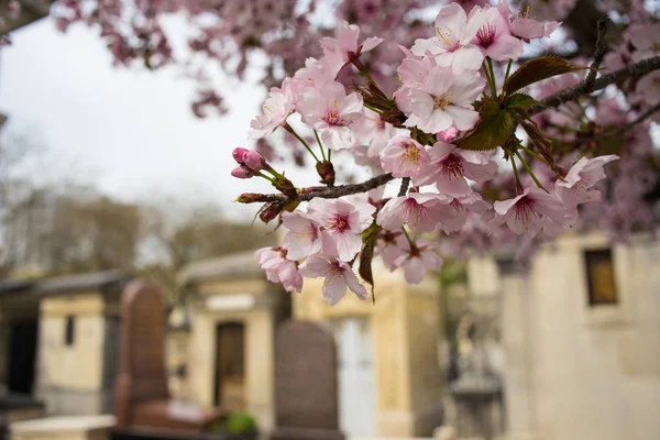 Peach flowers in the Montparnasse Cemetery, Paris, France