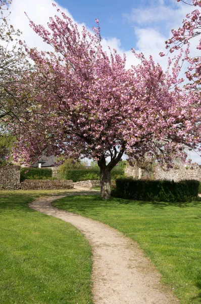 Flor Cerezo Jardín Becherel Bretaña Francia — Foto de Stock