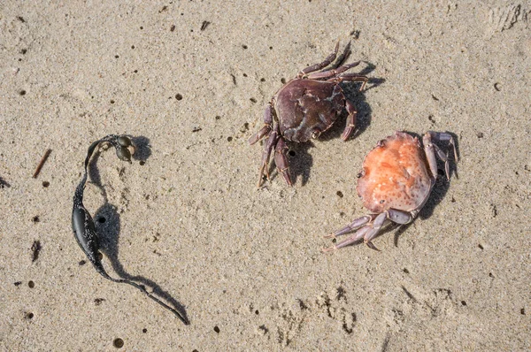 Два Маленьких Крабов Готовых Сражаться Пляже — стоковое фото