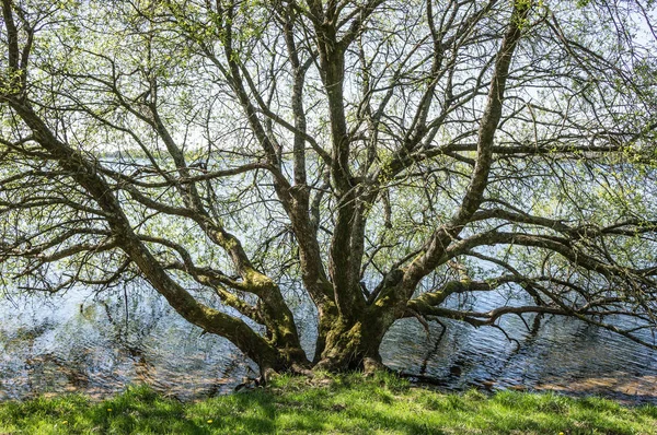 Solitary Trees Monts Arree Brittany France — Stock Photo, Image