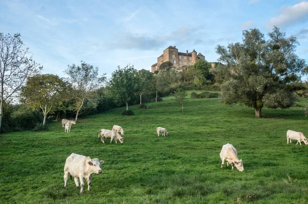Французька Молочні Корови Фермі Заході Сонця Замок Berze Шатель Тлі — стокове фото