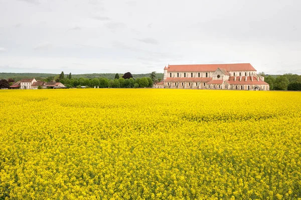 Pontigny Abbey Olajos Repce Területeken Burgundia Franciaország — Stock Fotó