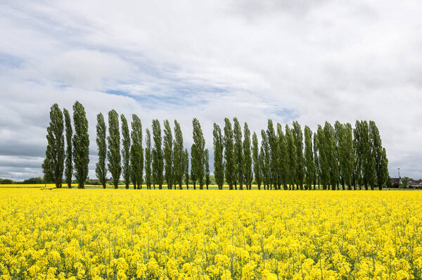 Row of trees in the oilseed rape fields, Pontigny, Burgundy, France
