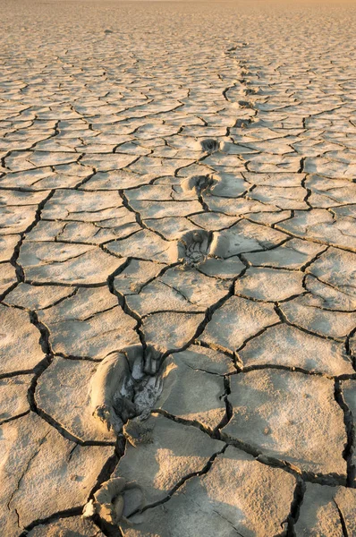 Dried Cracked Chaps Land Clay Earth Amanhecer Camargue França Imagens De Bancos De Imagens