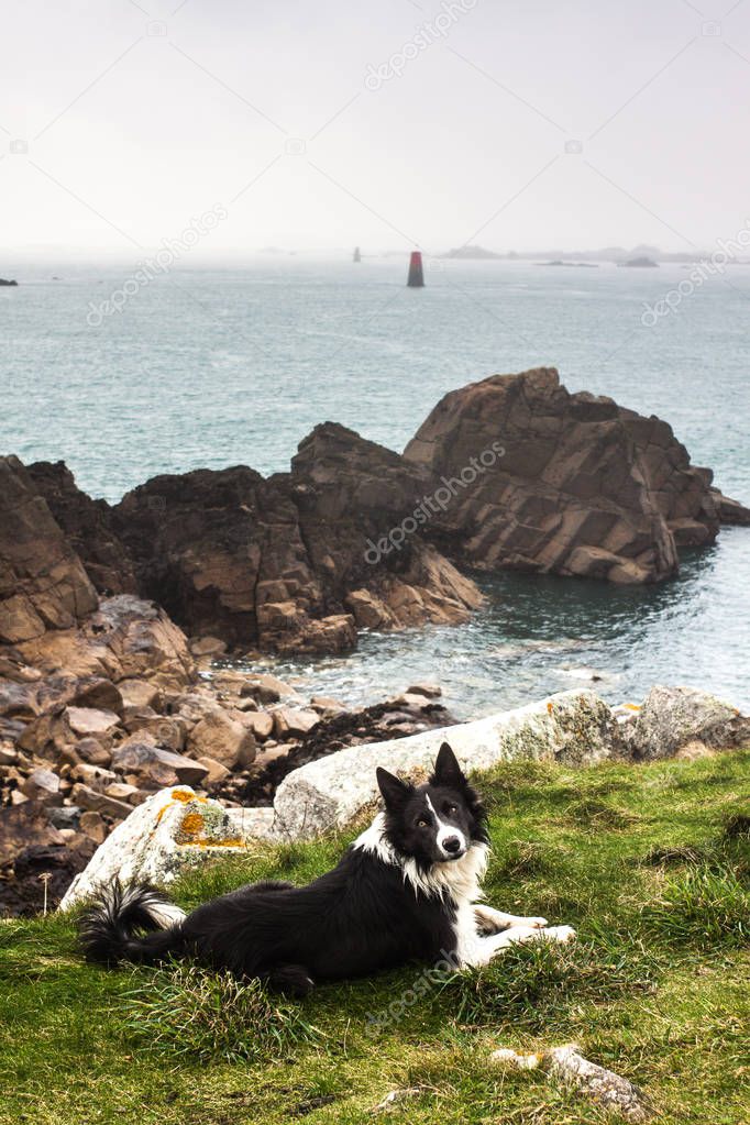 Dog on the coast of an island in Brittany, France