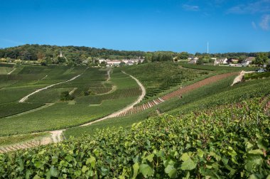 Hautvillers, Marne, şampanya Ardenne civarında üzüm bağları (Hautvillers olan şampanya beşiği)