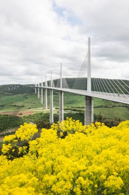 Millau, Fransa - 5 Mayıs 2015: Millau Viyadüğü ile ön plan sarı tecavüz çiçek. Millau Viyadüğü dünyanın en yüksek köprüdür