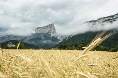 Buğday alanları ile arka planını Mont Aiguille, Vercors, Fransa