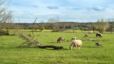 Le Bec-Hellouin, Normandy, Fransa için güzel manzara