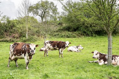 Fransız süt inek sahil gruptaki, Etretat, upper normandy, Fransa