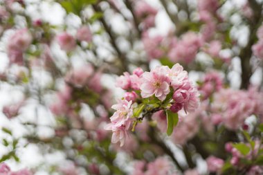 Sceaux park, Paris, Fransa içinde kiraz çiçeği (Prunus, Lithocerasus)