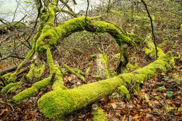 Trunks Ricoperto Licheni Lago — Foto Stock