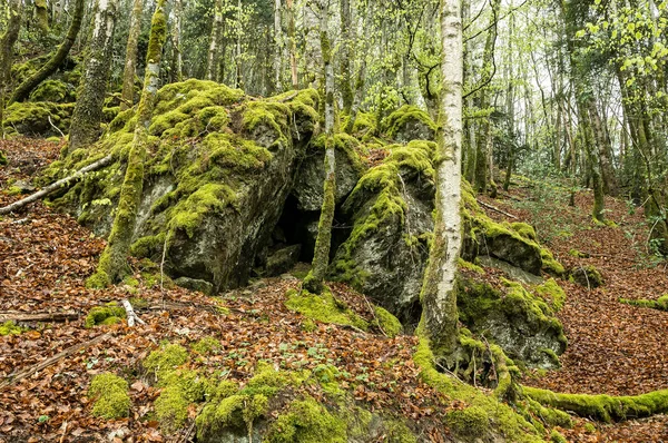 Kufry Vztahuje Lišejníky Jezero — Stock fotografie