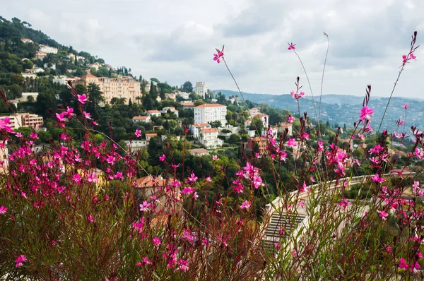 高高度のピレネー山脈のピンクの野の花 — ストック写真