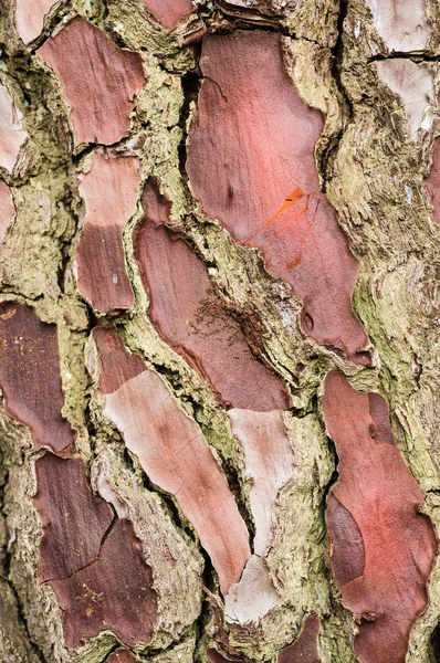 Texture Bark Pine — Stock Photo, Image