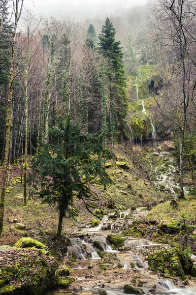 Creek Forest Stones Covered Lichens Hedgedog Waterfall Cascade Herisson Jura — kuvapankkivalokuva