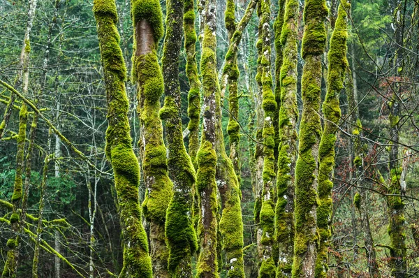 Pnie Objęte Porostów Lesie Górach Jura Francja — Zdjęcie stockowe