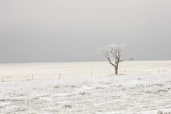 Bare Tree Fields Covered Snow Lorraine France — Stock Photo, Image