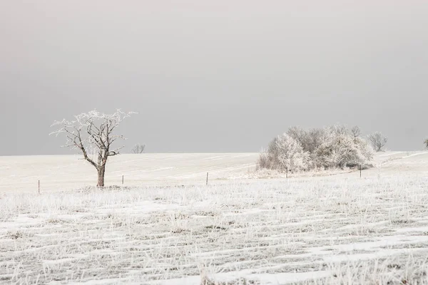 Paljas Puu Pelloilla Lumen Peitossa Lorraine Ranska — kuvapankkivalokuva