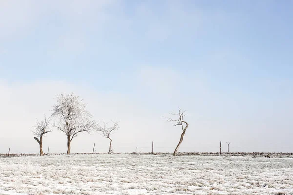 光秃秃的树在田野上 覆盖着雪 洛林法国 — 图库照片