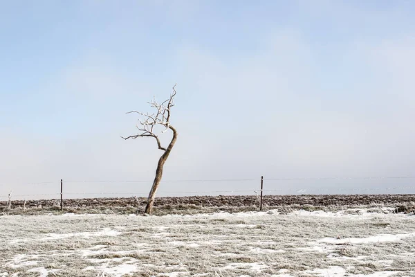 Bare Tree Fields Covered Snow Lorraine France — Stock Photo, Image