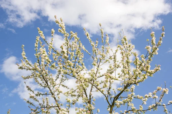 Manzanos Flor Huerto Cambremer Normandía Francia — Foto de Stock