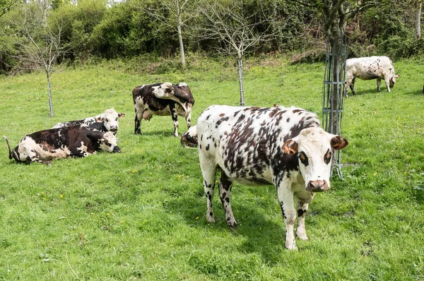 French Milk Cow Seaside Farm Etretat Upper Normandy France — Stock Photo, Image