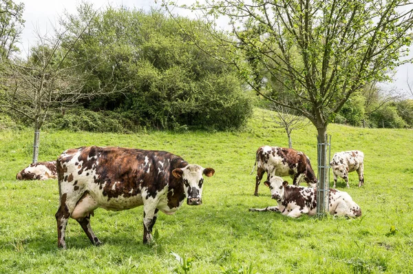 Γαλλικό Γάλα Αγελάδας Στο Σύμπλεγμα Παραθαλάσσια Etretat Άνω Νορμανδία Γαλλία — Φωτογραφία Αρχείου