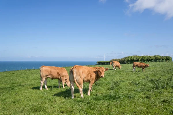 Francuskie Mleko Krowy Nadmorskiej Farmy Etretat Górna Normandia Francja — Zdjęcie stockowe