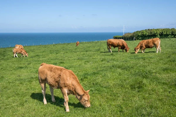 Francuskie Mleko Krowy Nadmorskiej Farmy Etretat Górna Normandia Francja — Zdjęcie stockowe