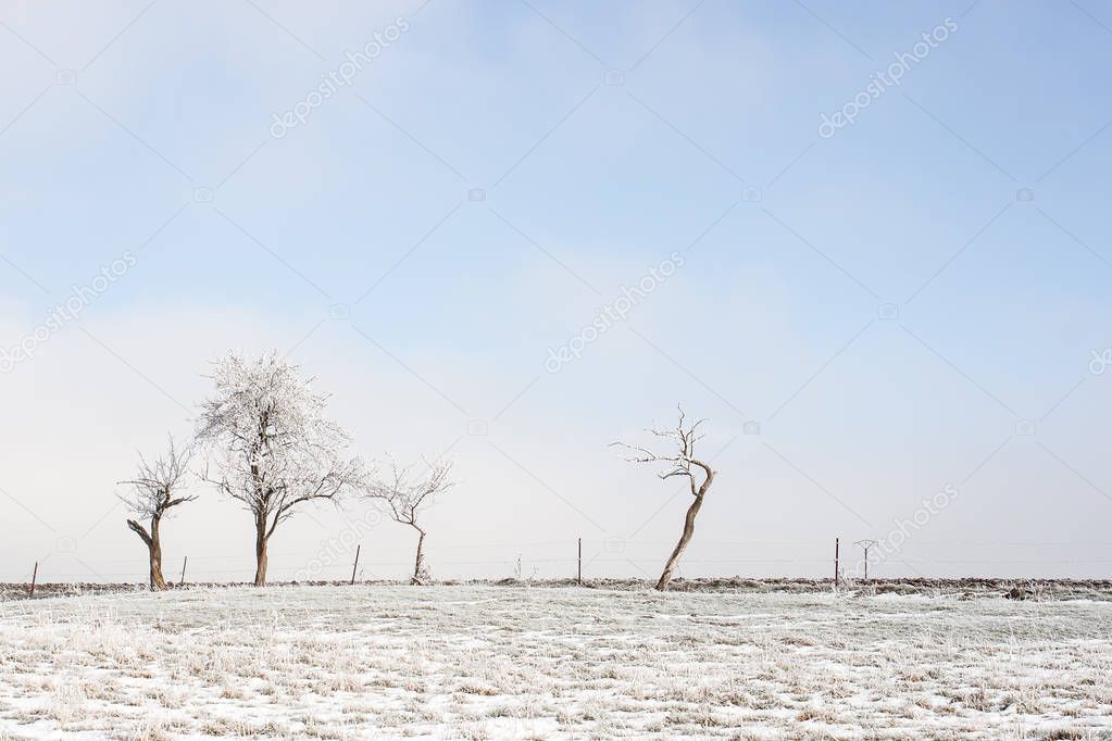 bare tree on the fields, covered by snow, Lorraine France
