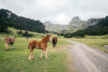 Atları Ossau vadisinde Pyrenees dağ, Fransa