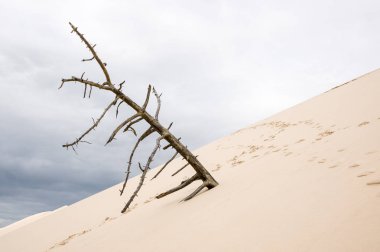 Ölü ağaç kabuklarıyla Pilat, Avrupa, pile Sur Mer, Fransa'nın en yüksek kumul