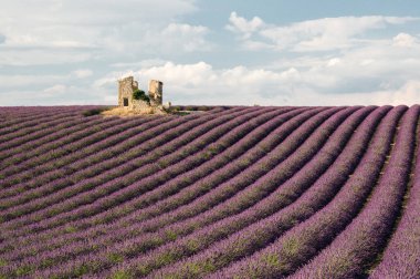 Evi harabe alanlarda lavanta, Valensole, Provence, Fransa