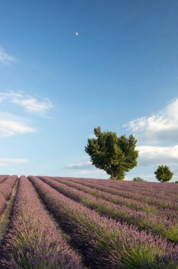 Lavanta tarlaları,Valensole, Provence ,Fransa