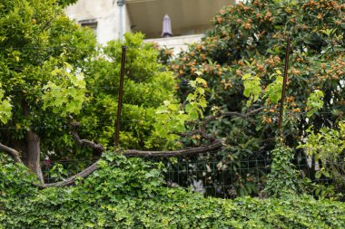 Tipik southearn görünümünü Fransa eski taş village saint paul de vence üzerinde birçok sanatçılar, ressamlar, heykeltıraşlar Fransız Rivierası sığınağıdır