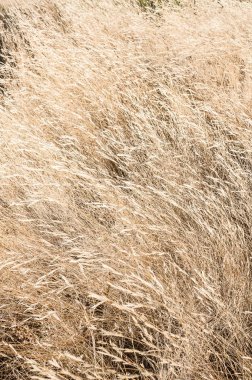 arkaplan olarak uzun kuru ot