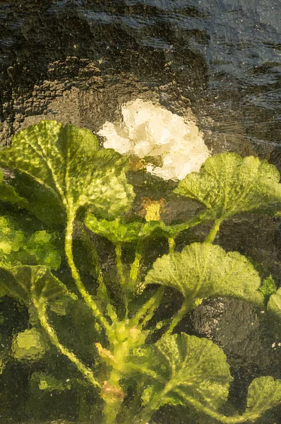 Белый Цветок Воде Закрыть — стоковое фото
