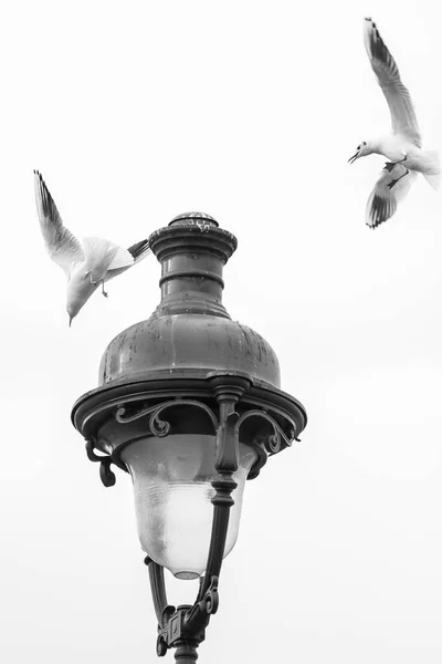 Seagulls Flying Lamppost Paris France — Stock Photo, Image