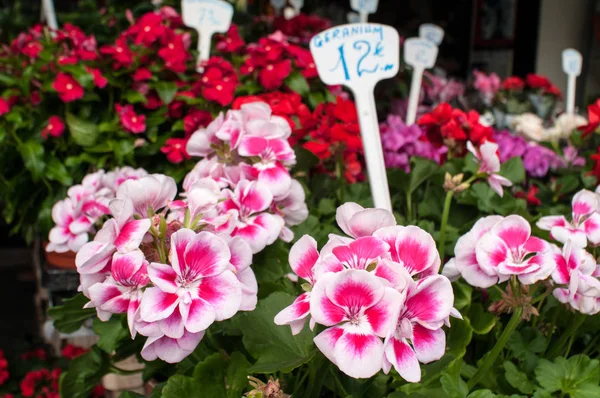 Gerani Vendita Negozio Fiori Parigino — Foto Stock