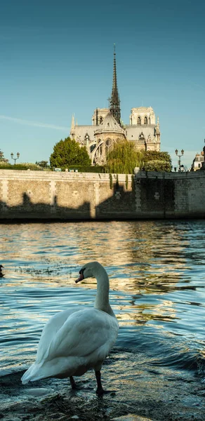 Notre Dame Katedrális Reggeli Panoráma — Stock Fotó