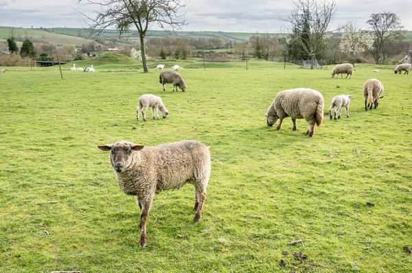 Sheeps Grazing Farm Oise France — Stock Photo, Image