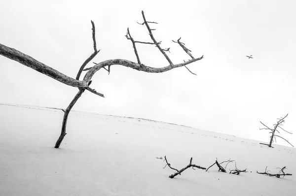 Dead Tree Pilat Dune Highest Sand Dune Europe Pyla Sur — Stock Photo, Image