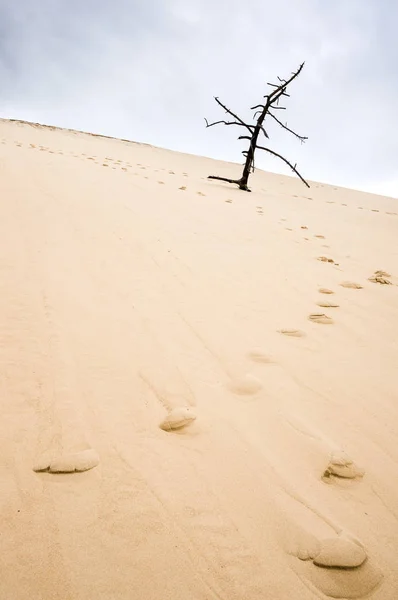 Νεκρό Δέντρο Πάνω Στον Αμμόλοφο Pilat Ψηλότερος Αμμόλοφος Της Άμμου — Φωτογραφία Αρχείου