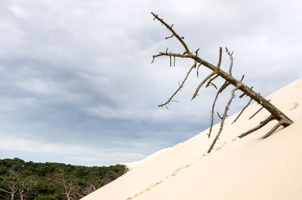 Albero Morto Sulla Duna Pilat Più Alta Duna Sabbia Europa — Foto Stock