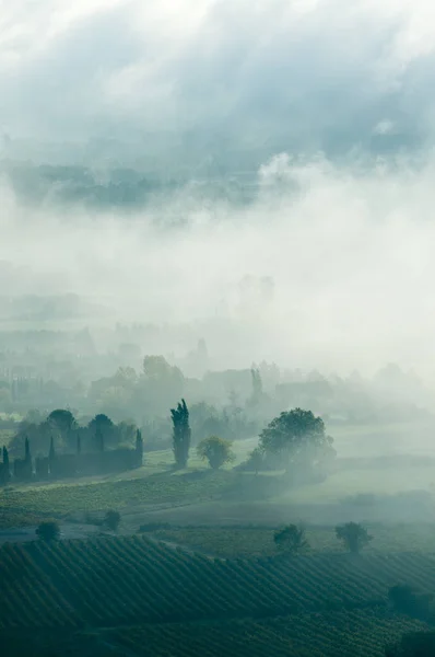 Weinberg Morgennebel Tal Der Schluchten Provence Frankreich — Stockfoto